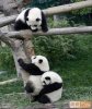 panda lift.jpg