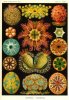 Haeckel I.jpg