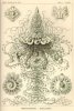 Haeckel II.jpg