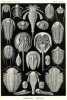 Haeckel III.jpg