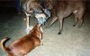 My fur babies playing tug-of-war.jpg