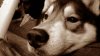 puppy up close.jpg