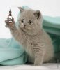 tiny.jpg