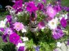 flowers.jpg