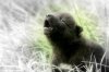 black-wolf-pup.jpg