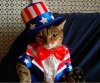 1 cat.jpg