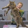 large-maine-....-cat-1s-150x150.jpg