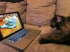 MaineCoon.jpg