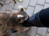 raccoon.jpg