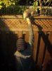 possum.jpg