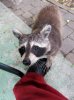 raccoon_2.jpg