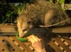 possum_2.jpg