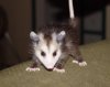 possum.jpg