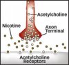 Acetylcholine-Nicotine.jpg