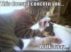 cat-strangles-cat.jpg