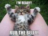 bellycat.jpg