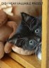 Valuable Kitty!!.jpg