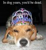 Birthday dog.jpg