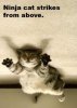 ninja-cat-strikes-from-above.jpg