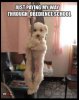 Obedience school dog.jpg