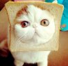 toasty.jpg