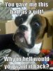 advice-animals-memes-animal-memes-baffled-boxer-stop-throwing-it-away-then.jpg