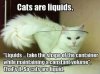 cats are liquids.jpg