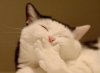 cat with hand over mouth.jpg