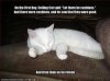 funny-pictures-ceiling-cat-rests.jpg