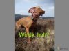 windy.jpg