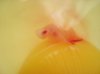 chicken-embryo.jpg