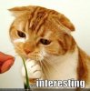 69621df3_polls_funny_pictures_interesting_cat_3356_451003_answer_3_xlarge.jpg