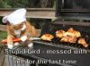 stupid bird.jpg