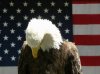 Eagle in front of flag.jpg