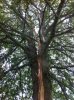 tree1 7-18-12.jpg