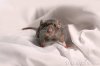cute-rat-thumb13767688.jpg