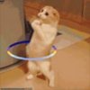 hulahoopcat2.jpg