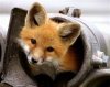 fox.jpg