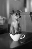 s-Time-for-tea[1].jpg
