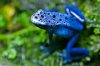-Arrow Frog.jpg