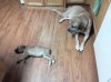 puppysitter.jpg