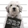 cat did it.jpg