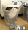 waitcat.jpg