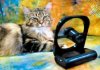 CATSHOW572206sharp.jpg