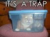 its-a-trap-cat.jpg