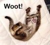 woot_cat.jpg