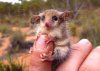 baby possum 3.jpg