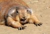 PRAIRIEDOGtwo.jpg