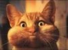 cat.jpg