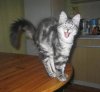 cats2.jpg